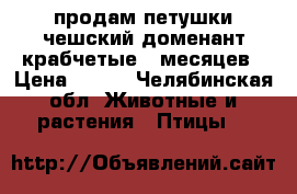 продам петушки чешский доменант крабчетые 5 месяцев › Цена ­ 600 - Челябинская обл. Животные и растения » Птицы   